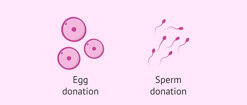 Egg Donor Programs
